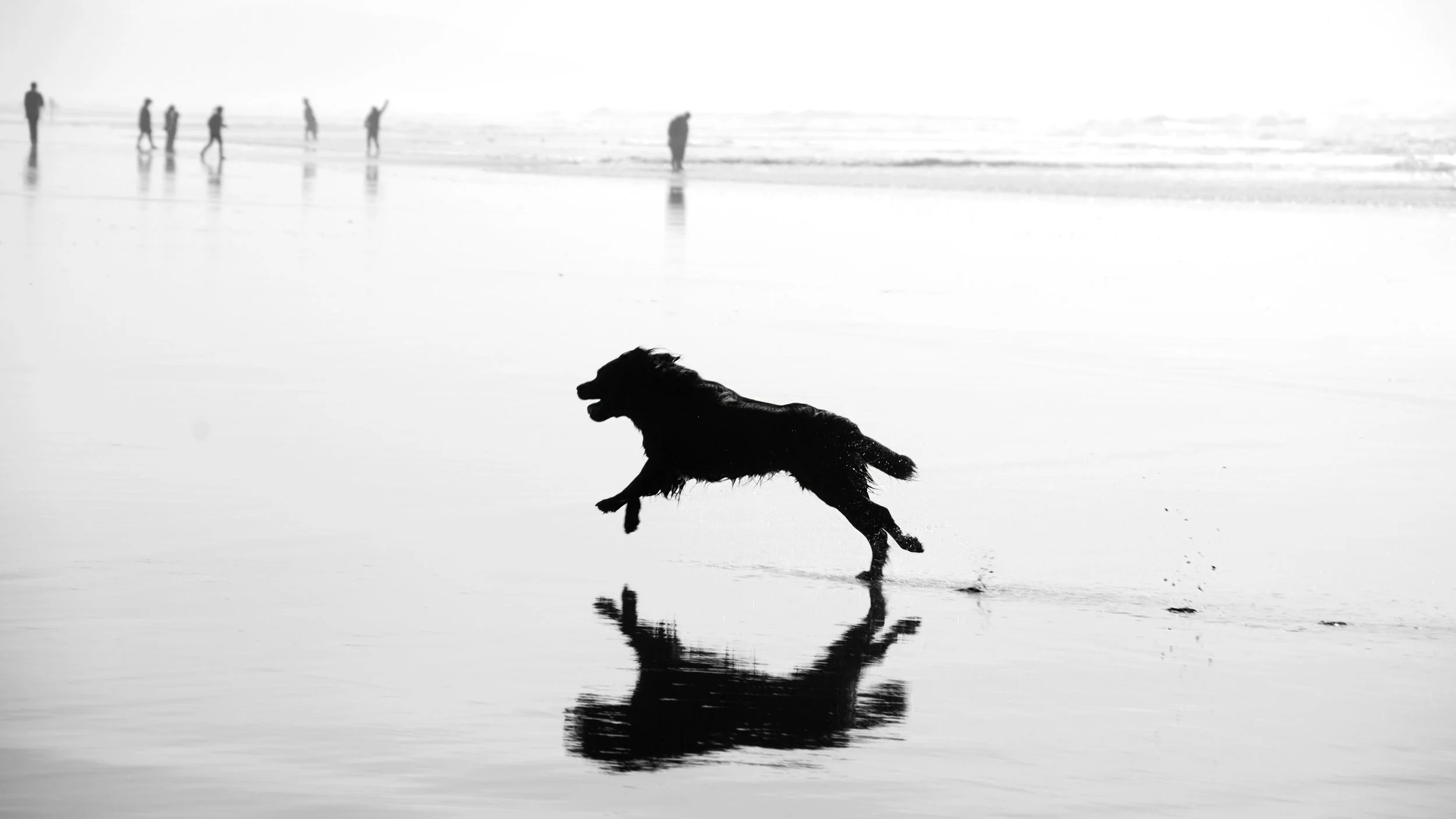 black-dog.jpg