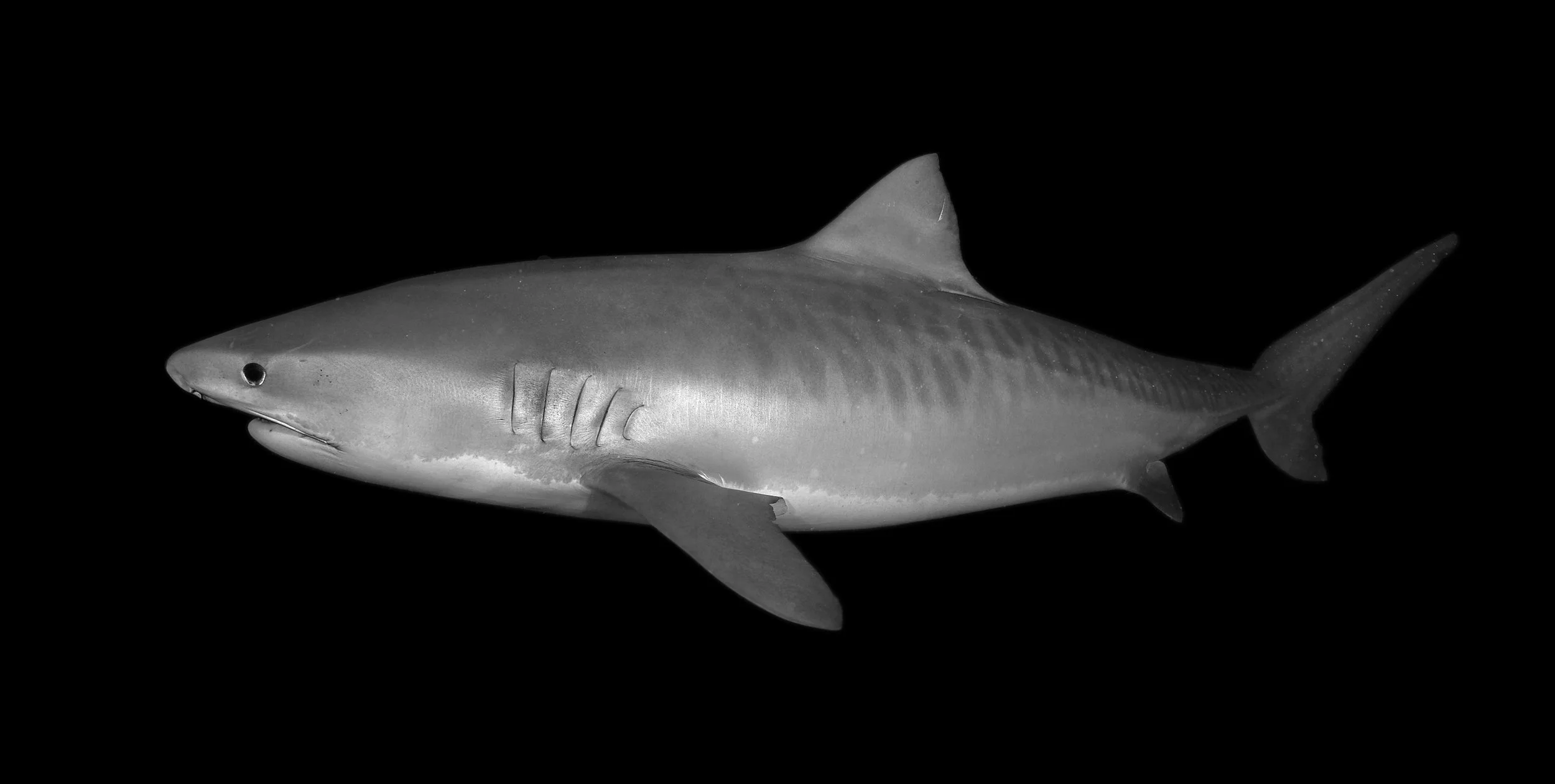 Tiger 2B8A5563_DxO2.jpg