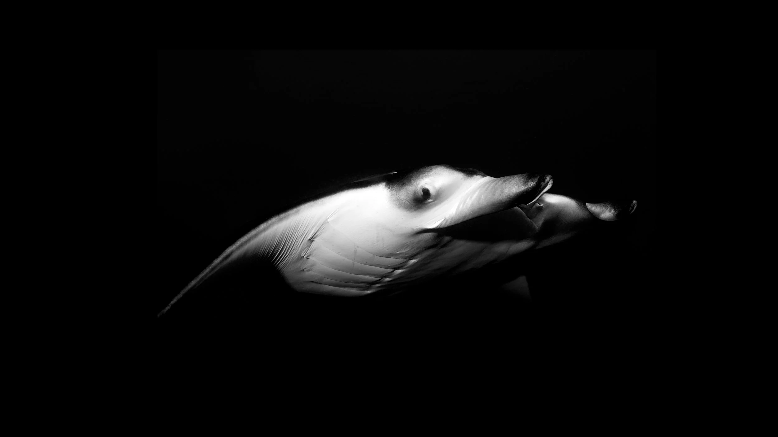 015 manta.jpg