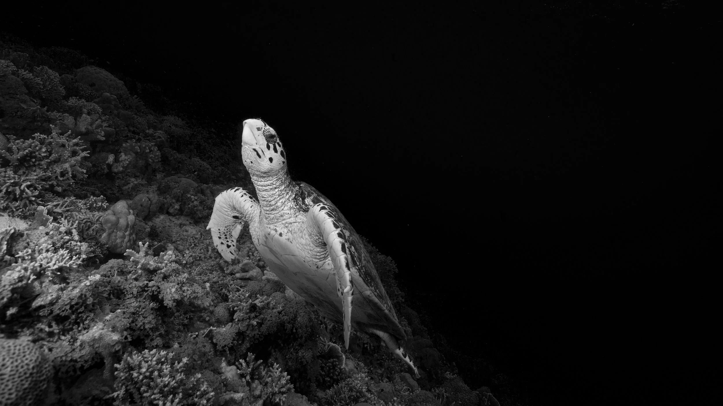 01. sea-turtle.jpg