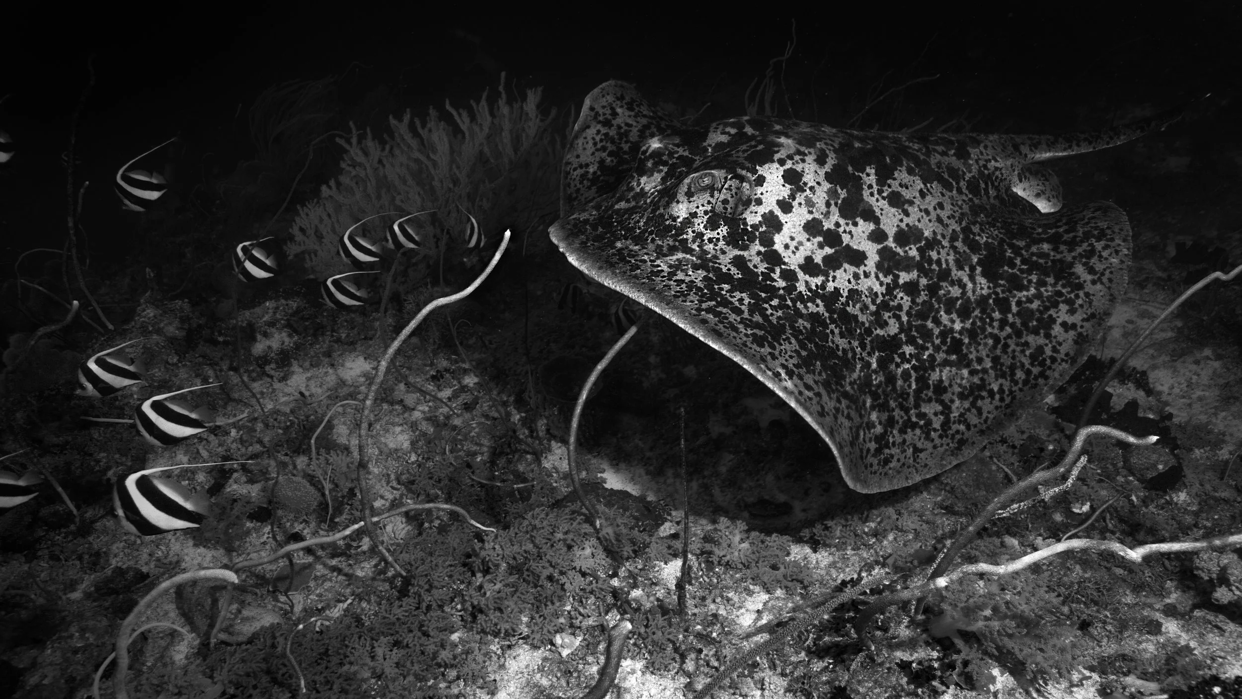 016 marble ray.jpg