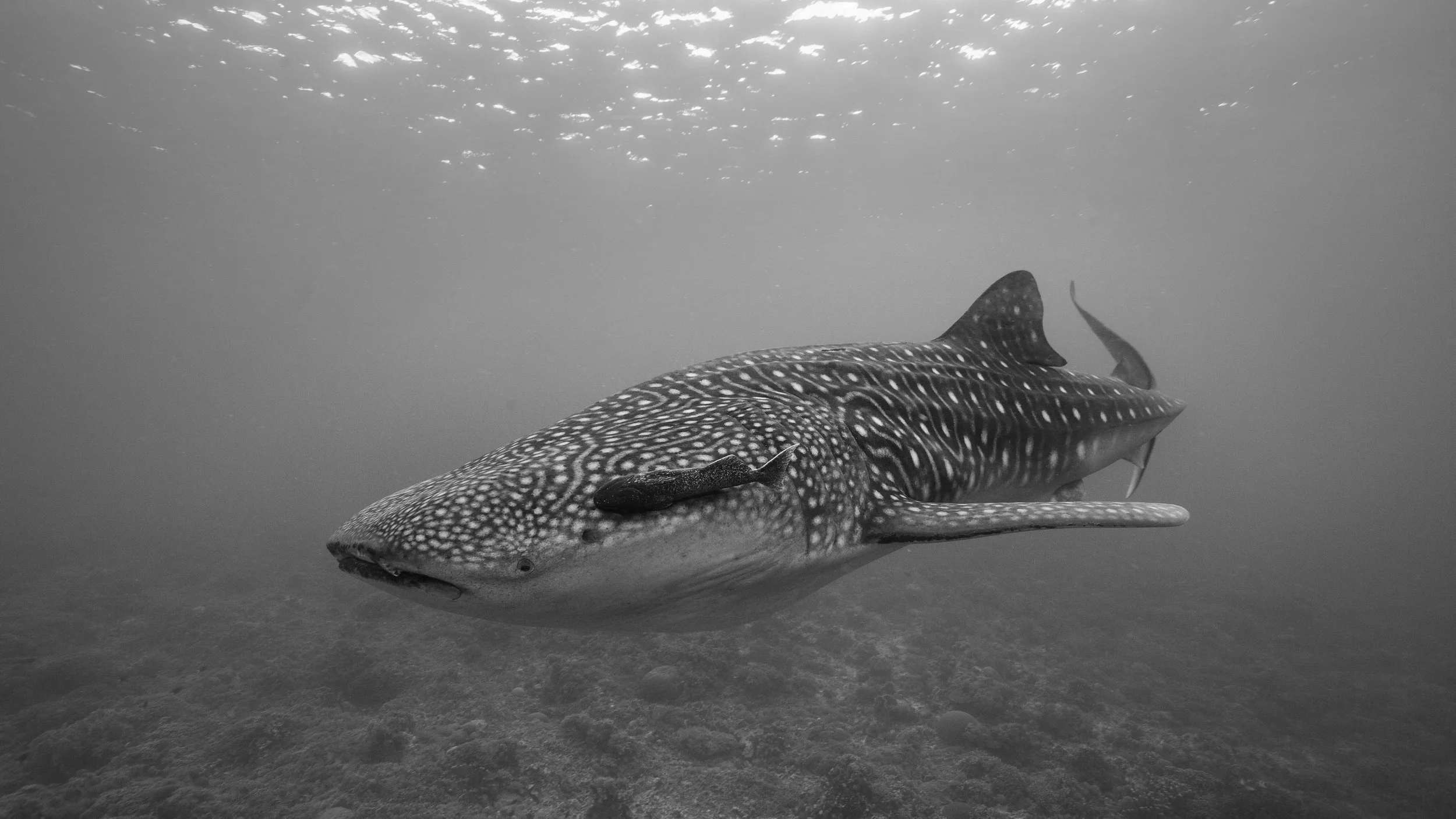 whaleshark.jpg
