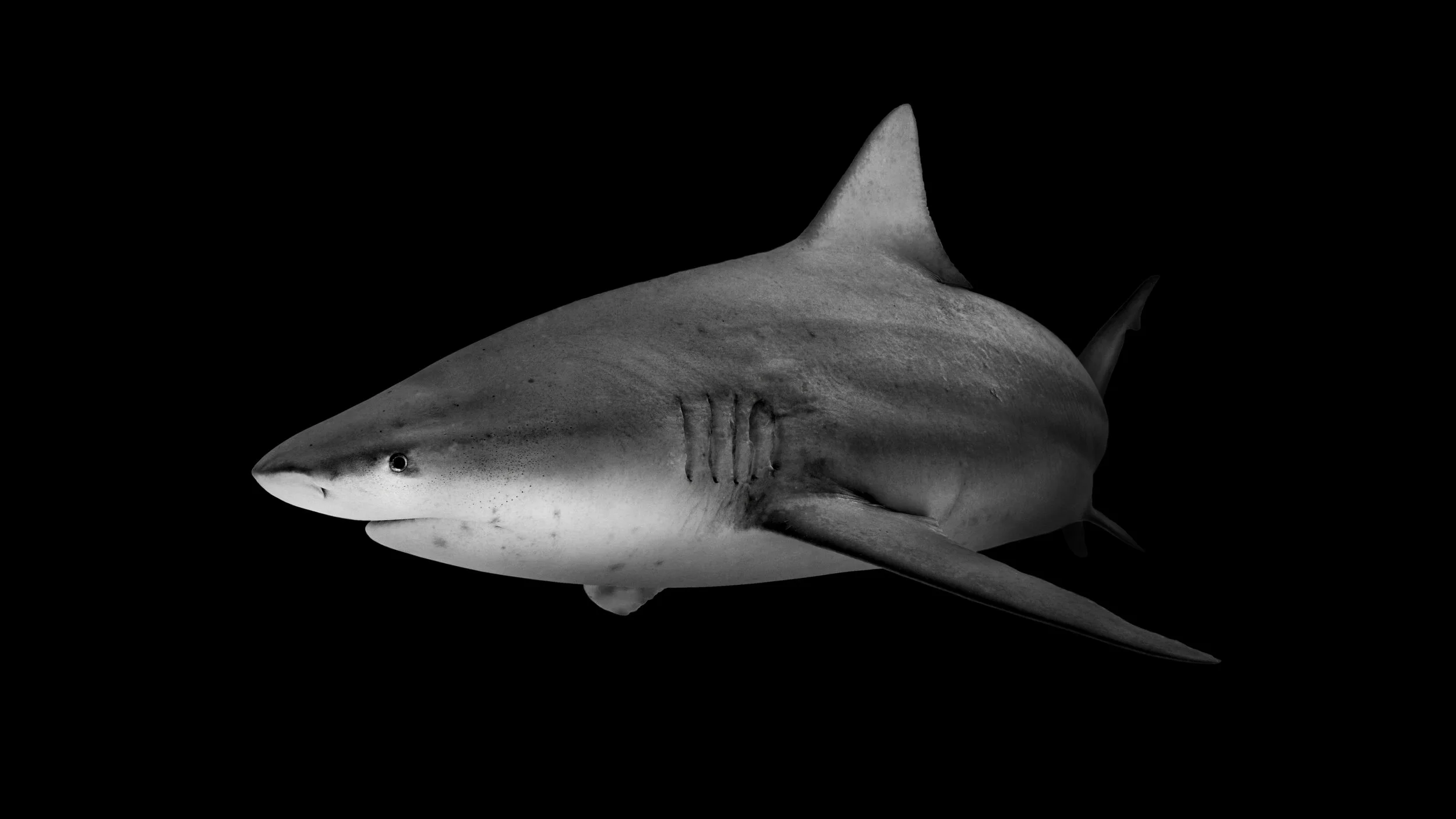 2B8A5693_DxO3_shark 2.jpg