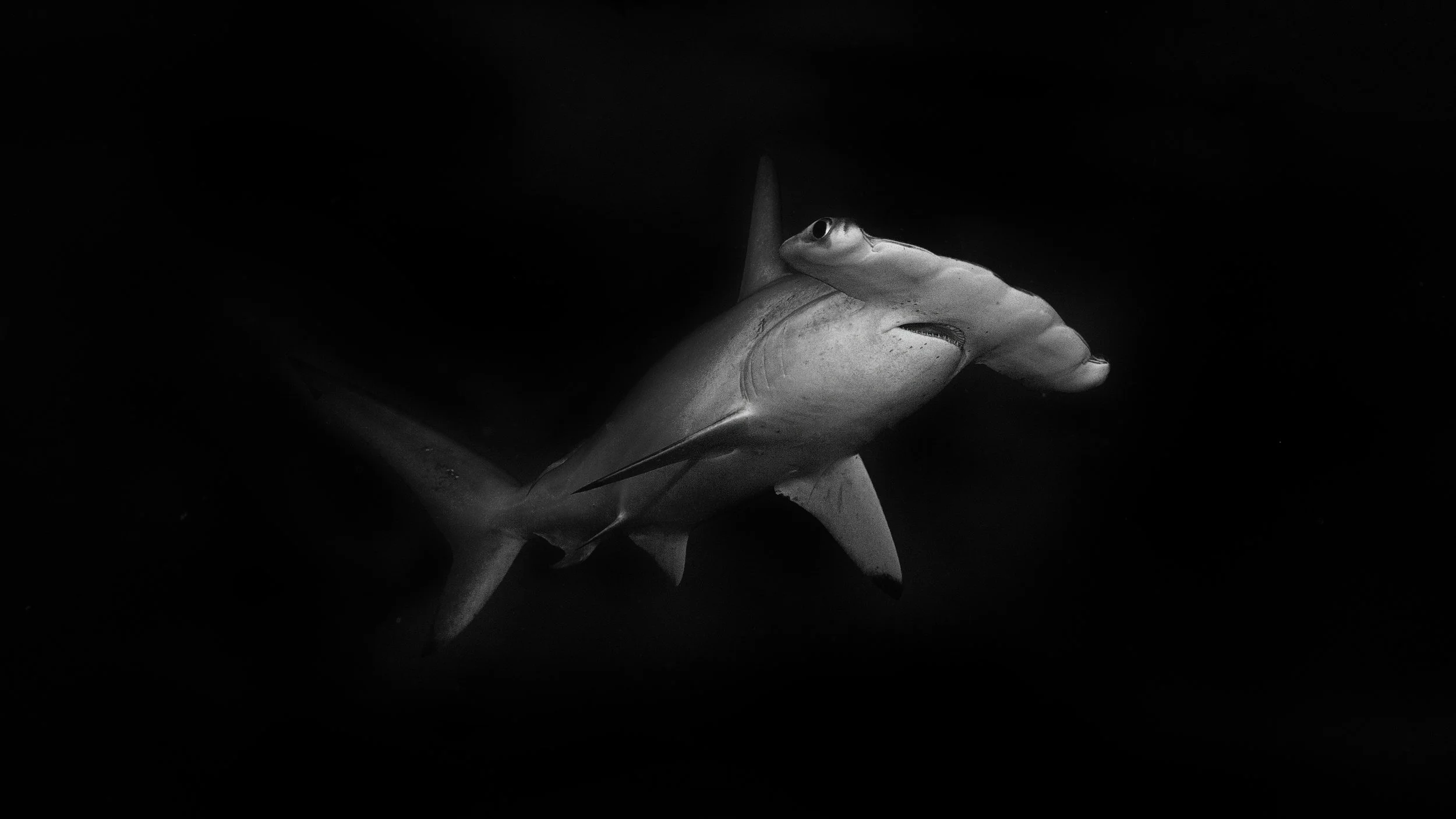 2B8A6623bw2.jpg