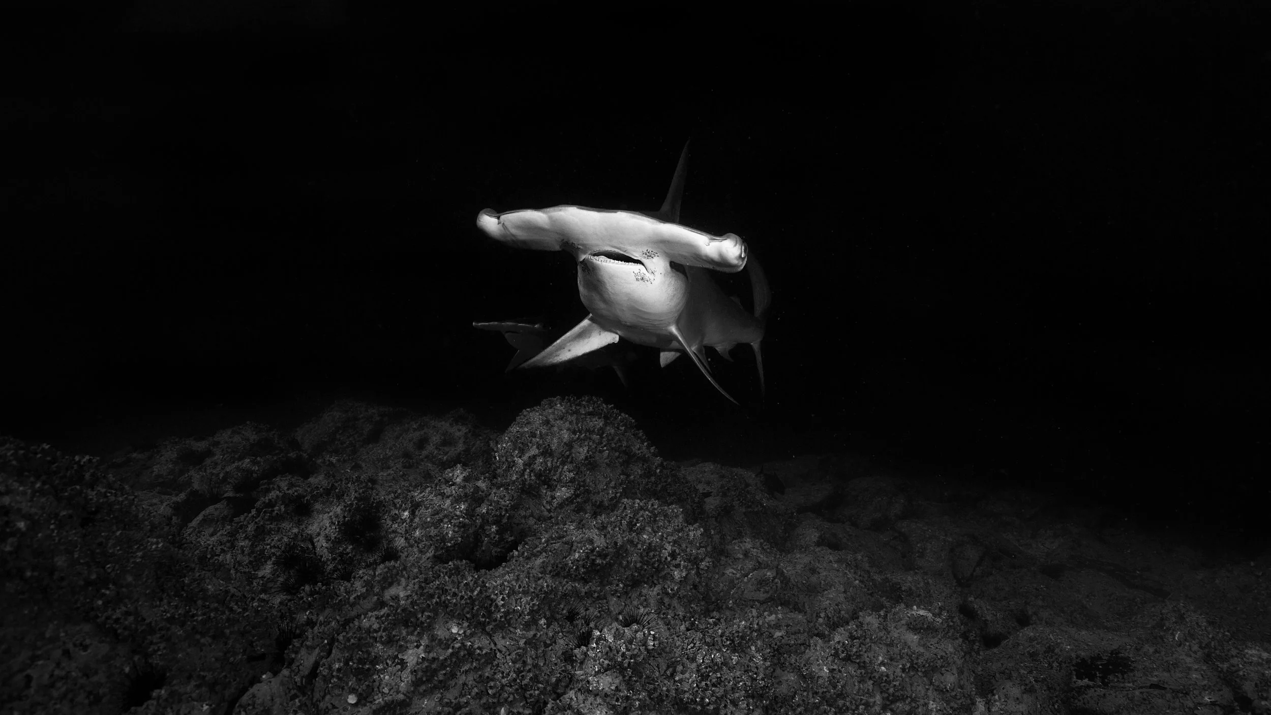 hammer-closeup 2B8A6083-bw.jpg