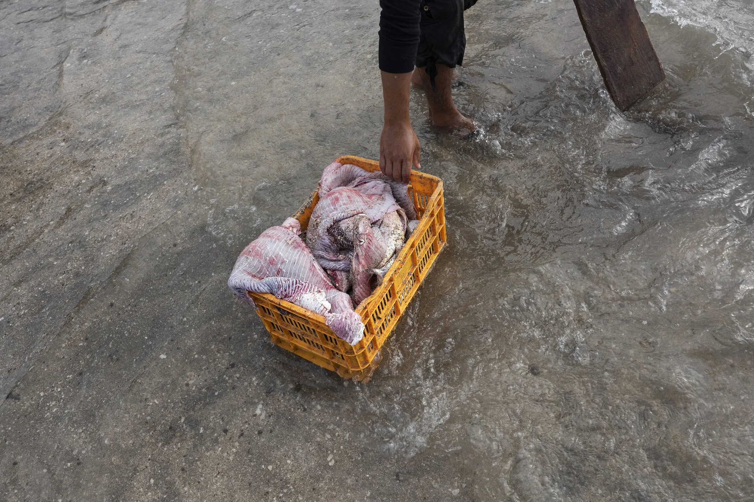 2019_Hon_Ama_Mskv_N812974 2.jpg