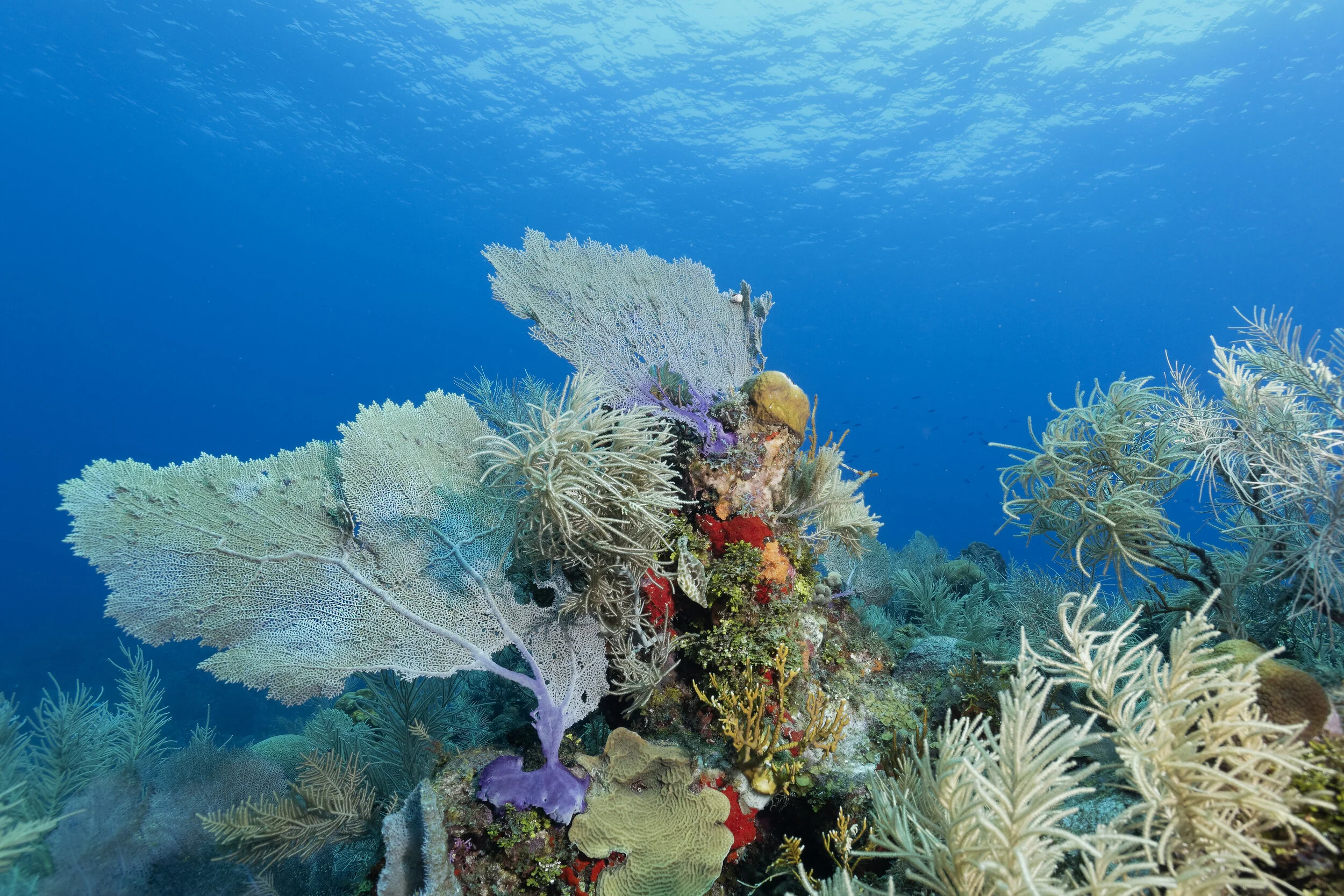 Honduras-Roatan-22.jpg