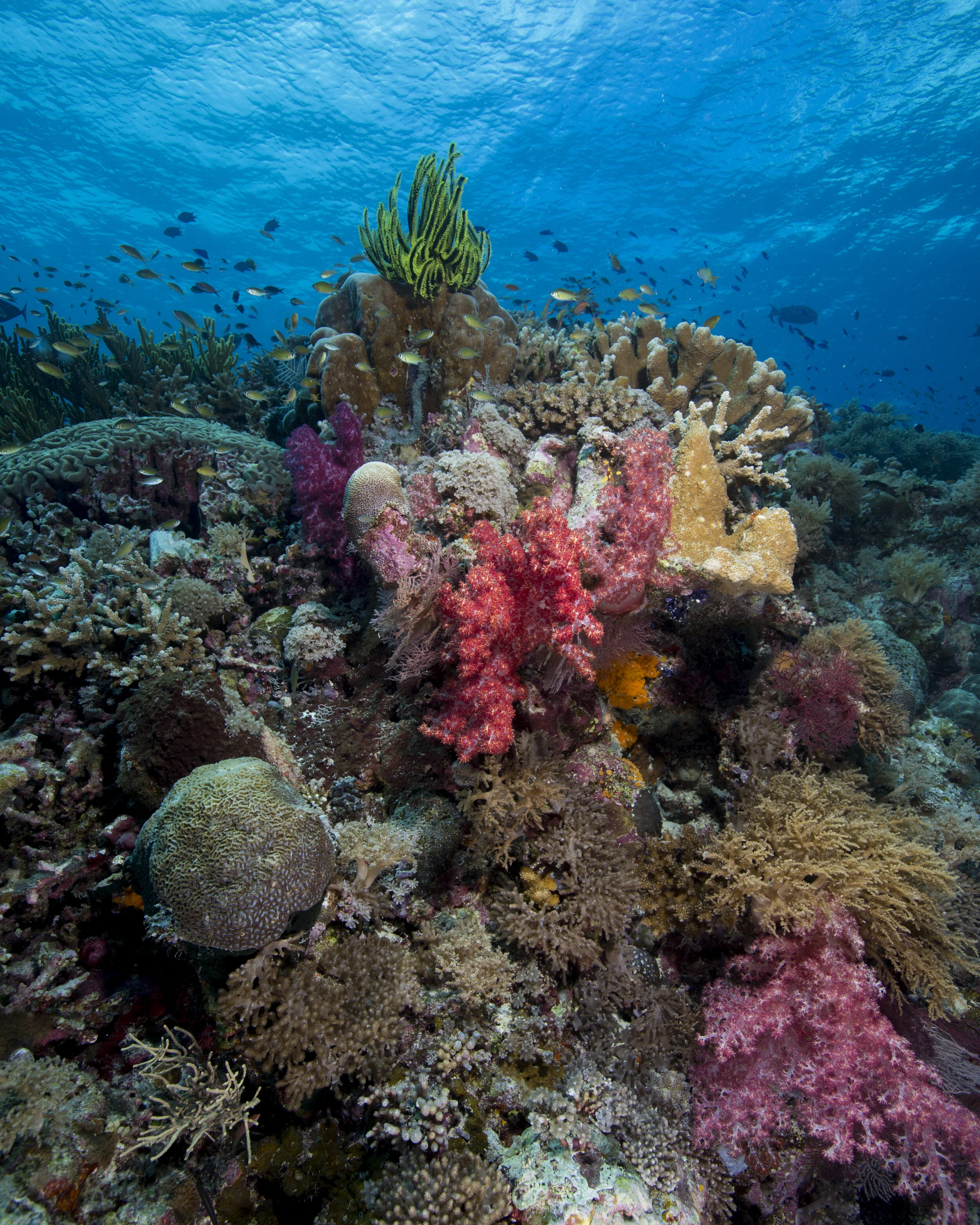 Philippines-Tubbataha-CoralReef-04.jpg