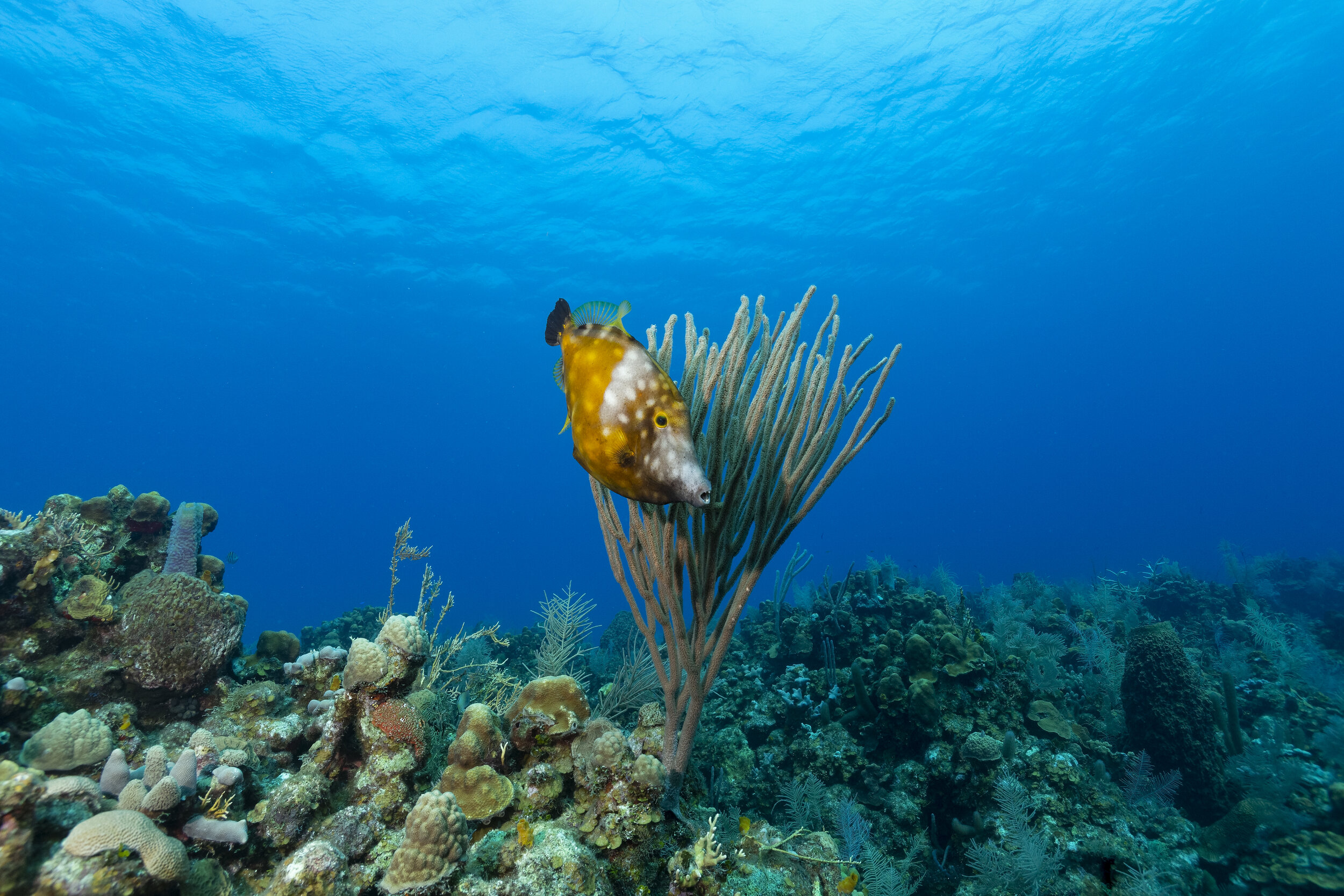 Honduras-Roatan-01.jpg