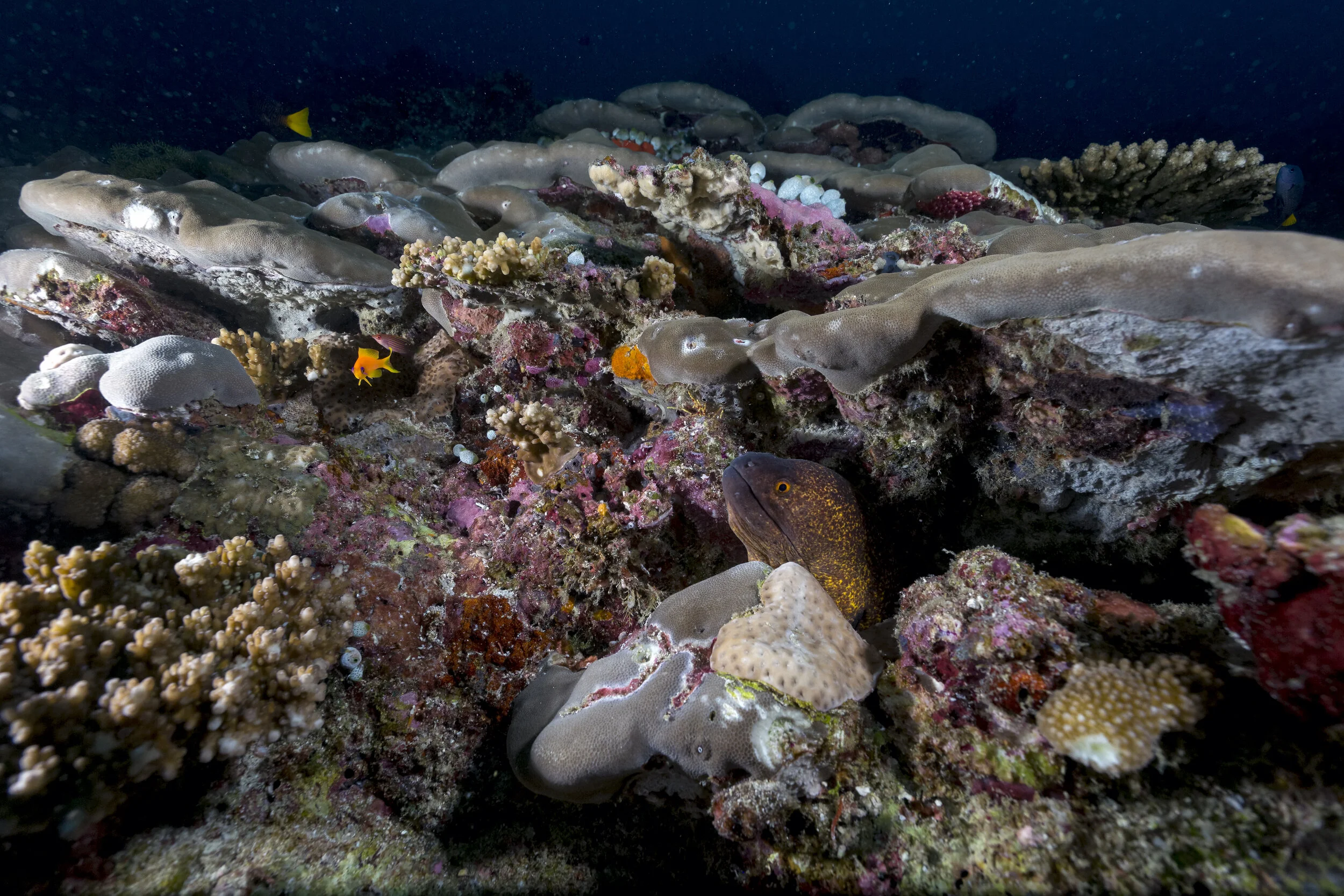 Maldives-Eel-02.jpg