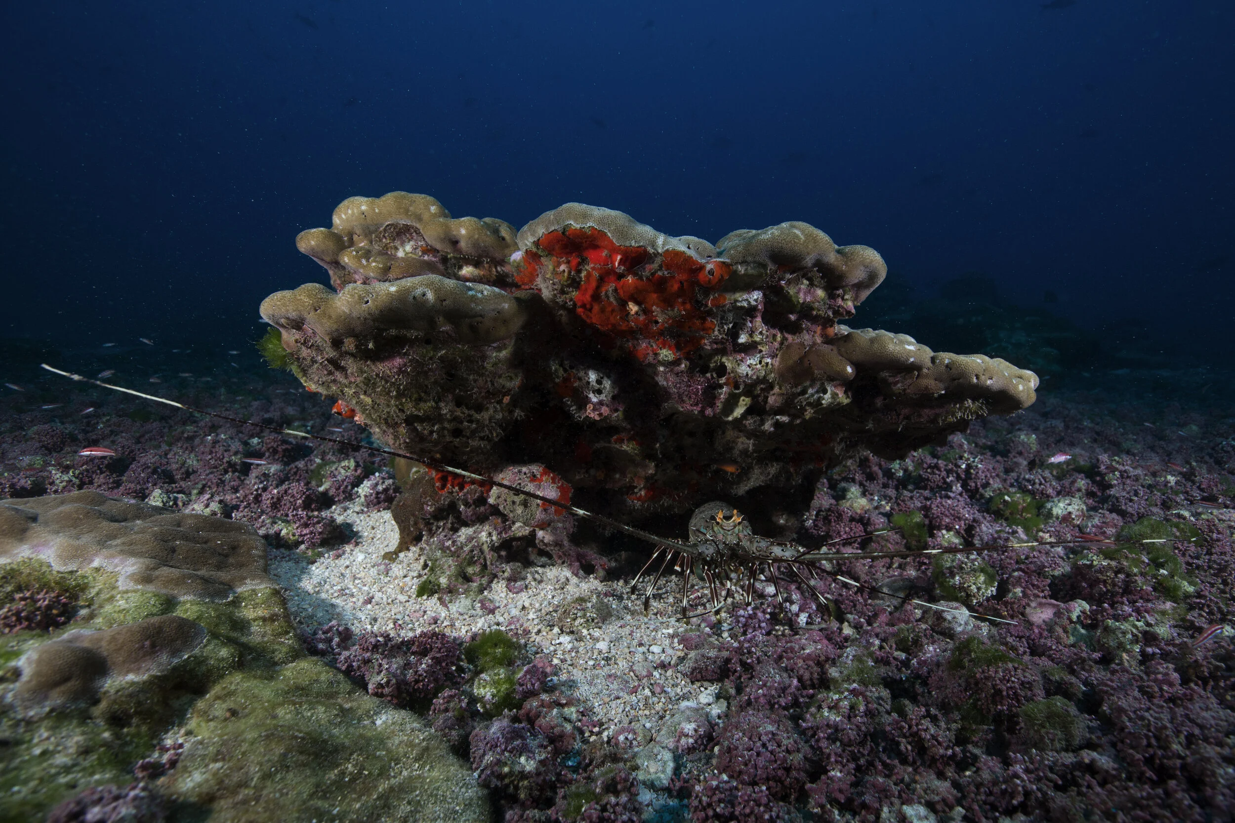 lobster 2B8A6611.jpg