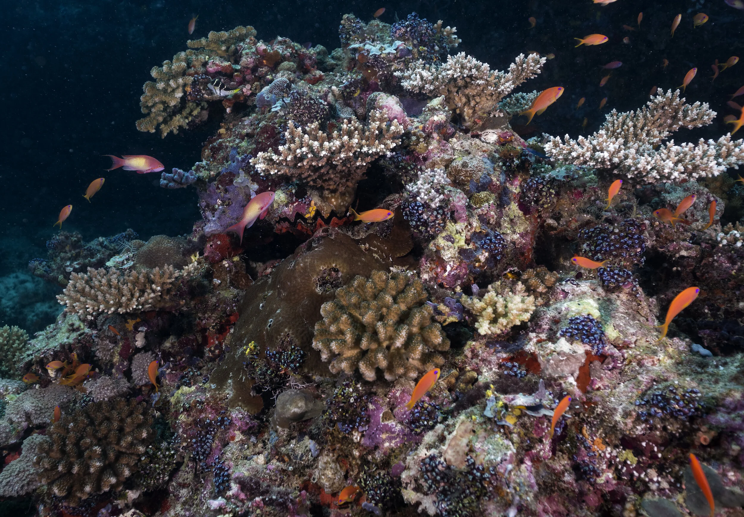 2B8A2543_DxO.jpg