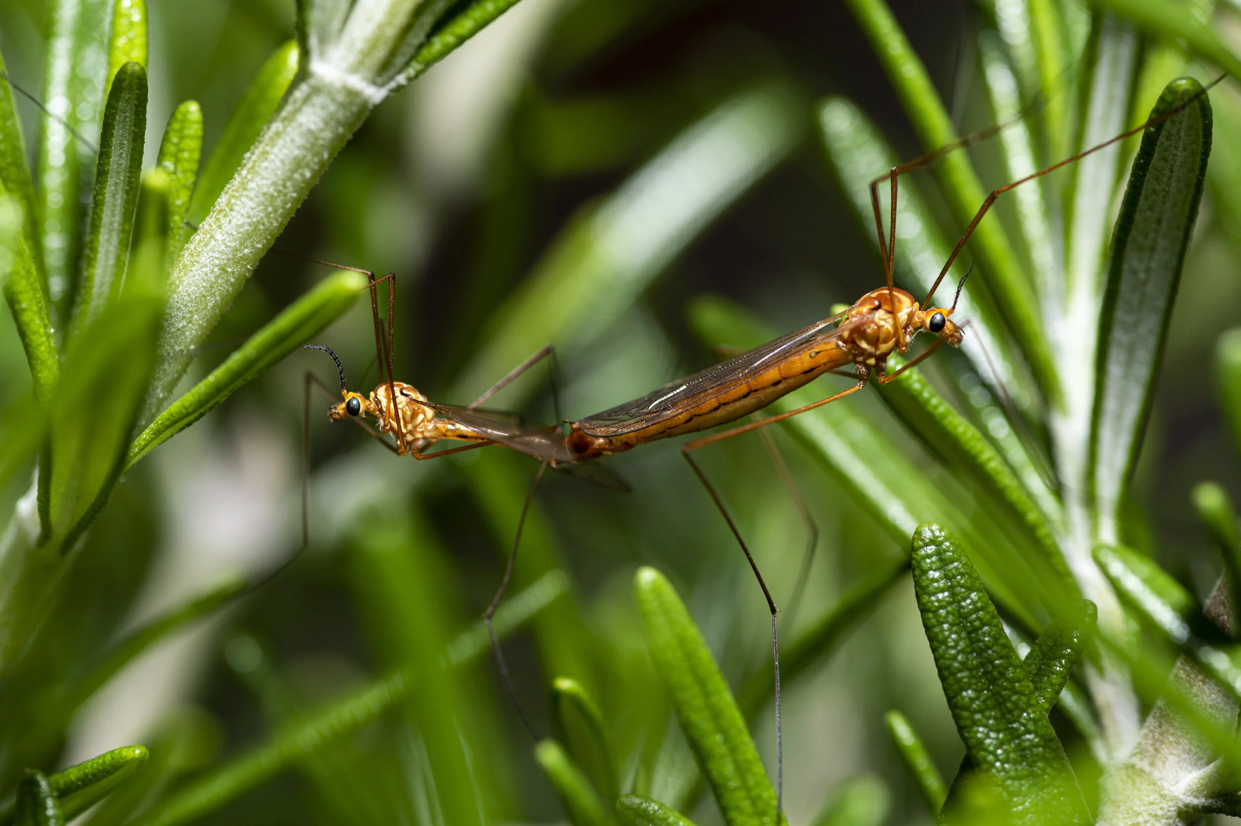 _N815060-2.jpg