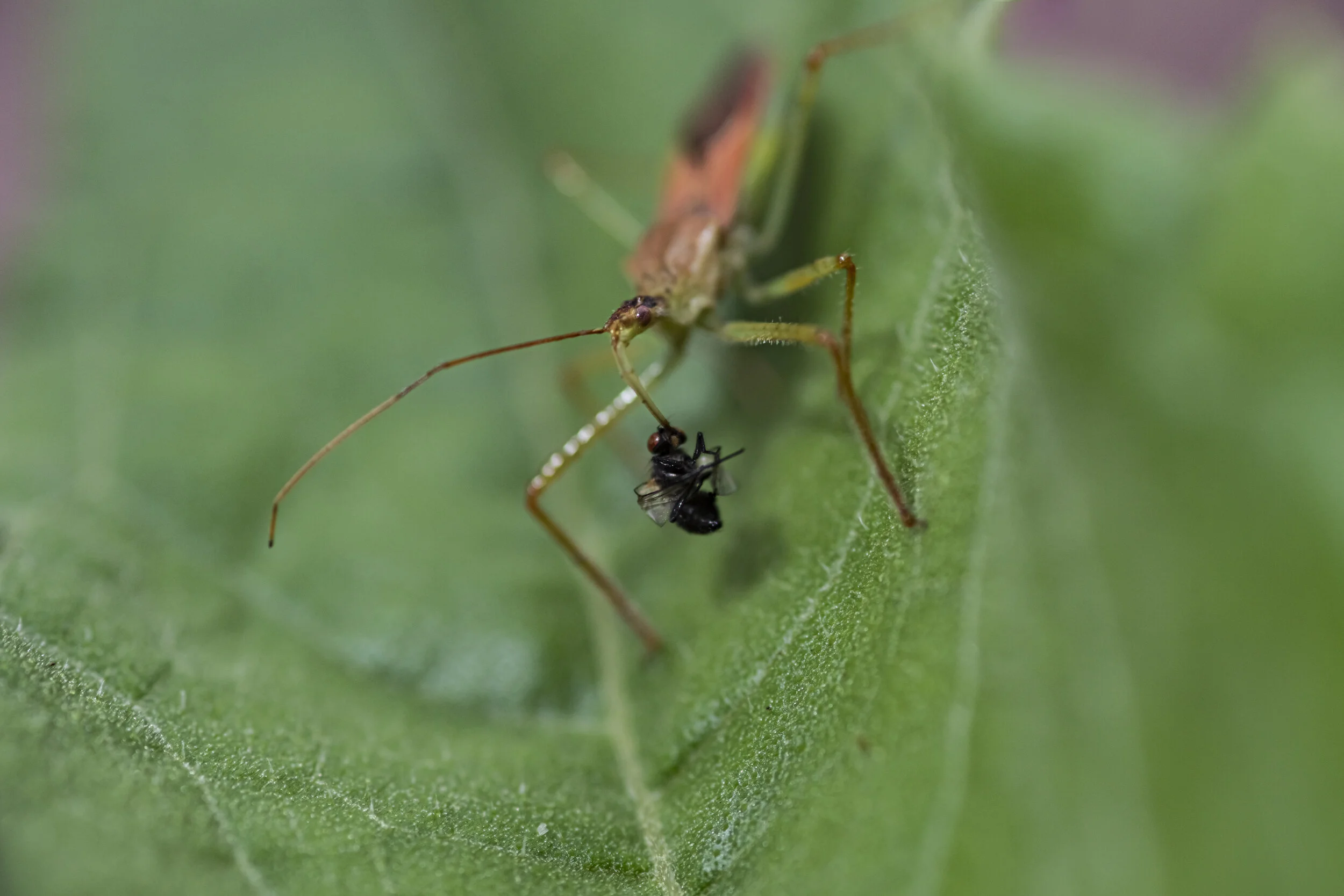 _R723775.jpg