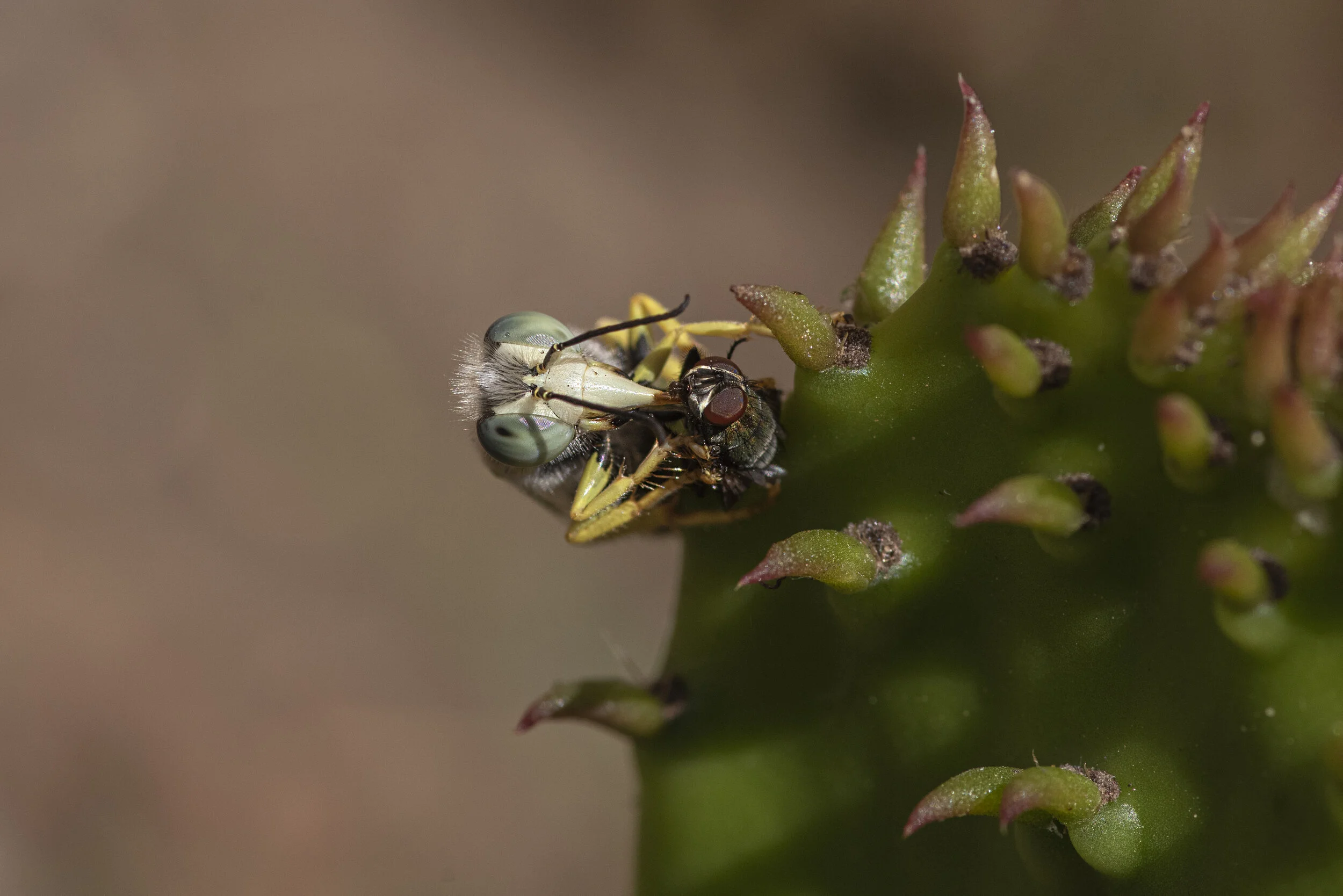_R727664.jpg