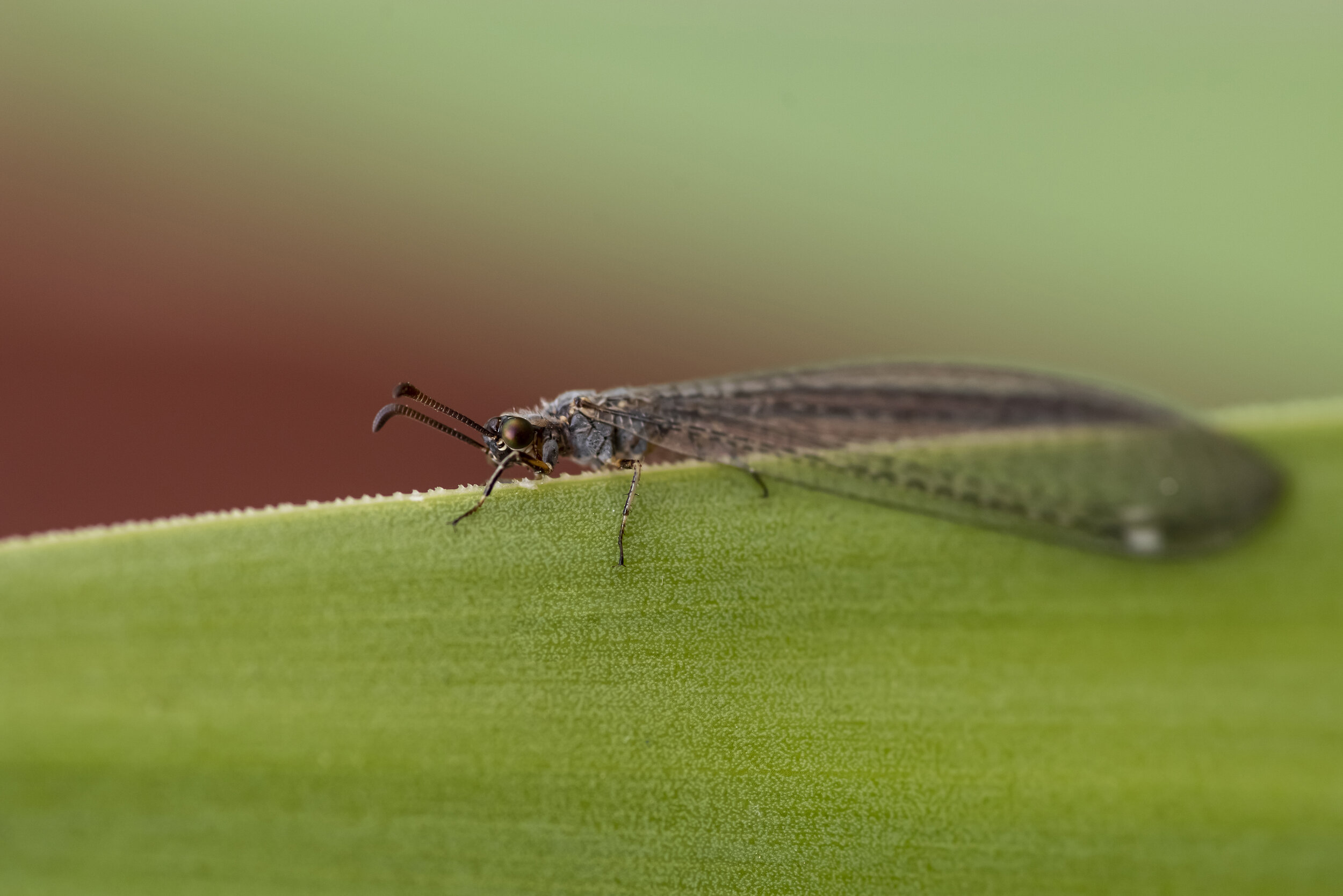 _R724421-md.jpg