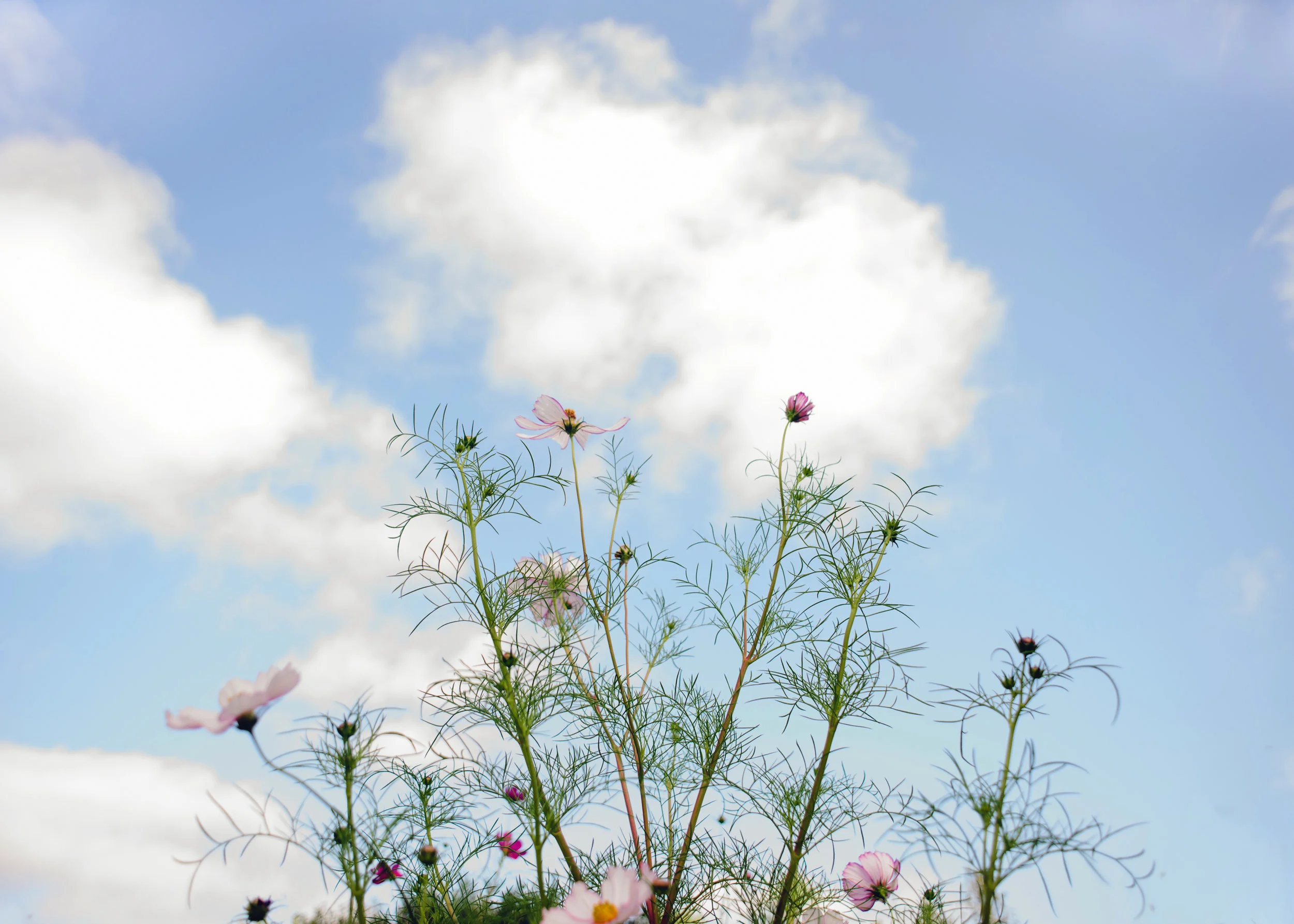 flowers.jpg
