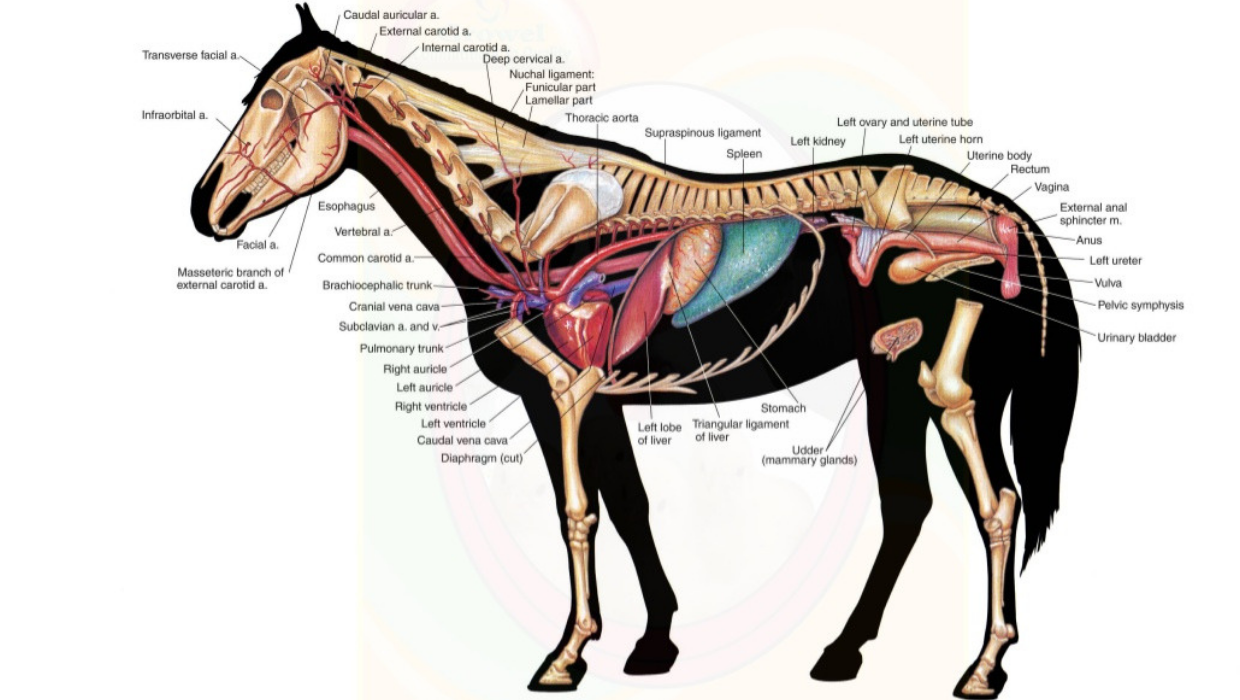 Untitled design (9).png