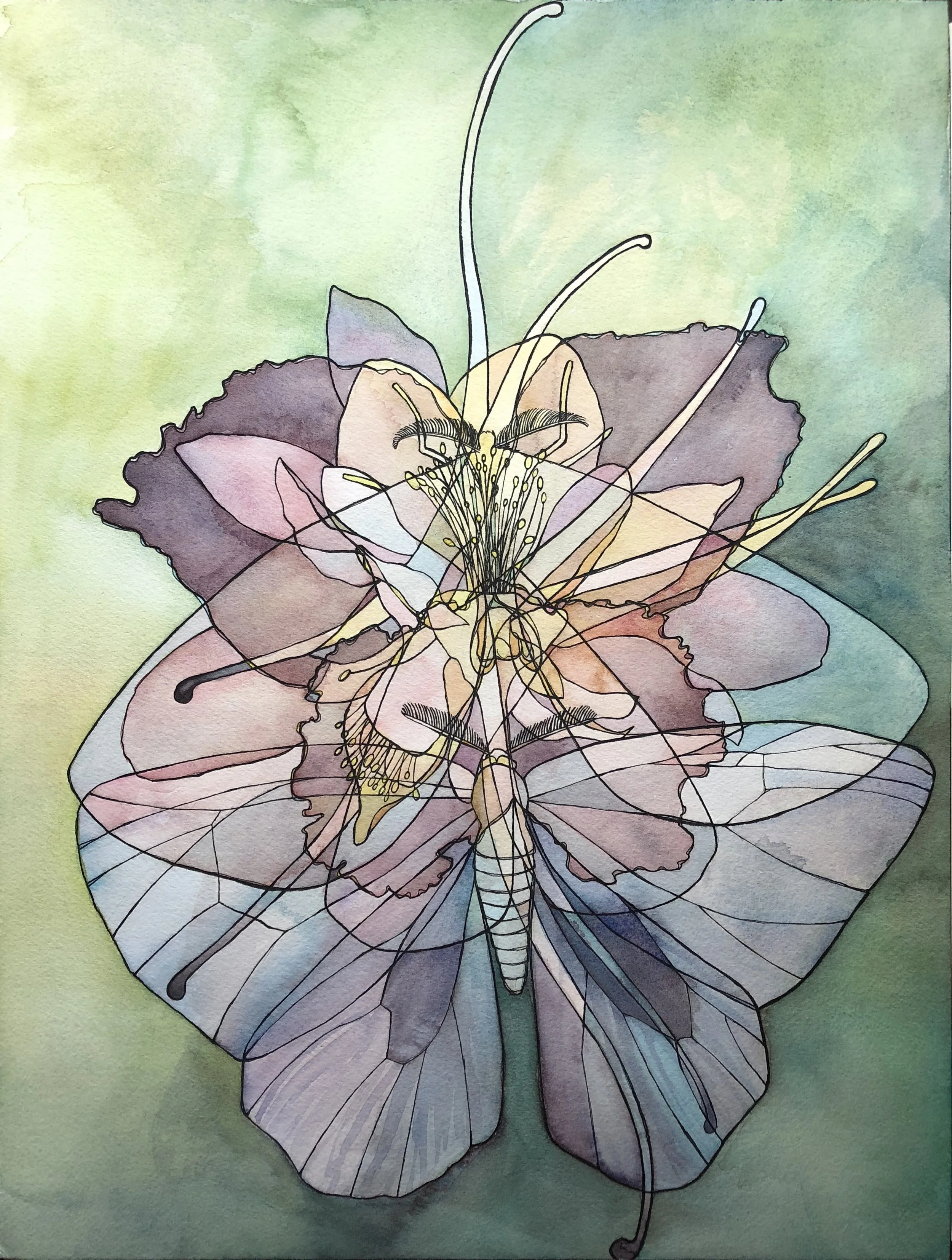 Aquilegia vulgaris, Iris sibirica x Haploa reversa (2018). Ink and watercolor on paper.