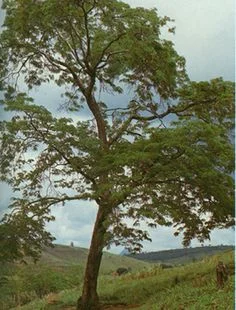 Brazilain "dalbergia nigra"