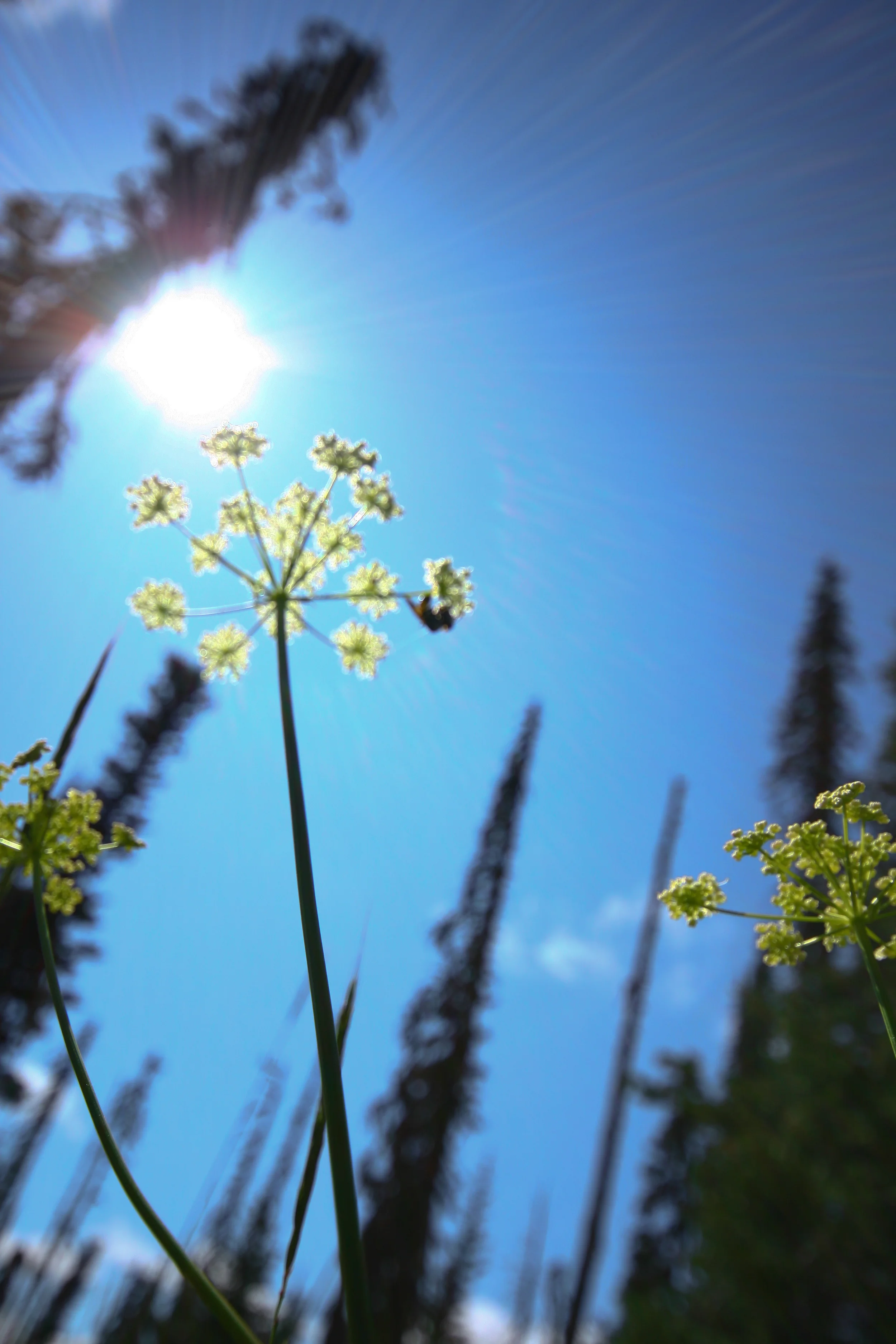 Spring on Mt Adams
