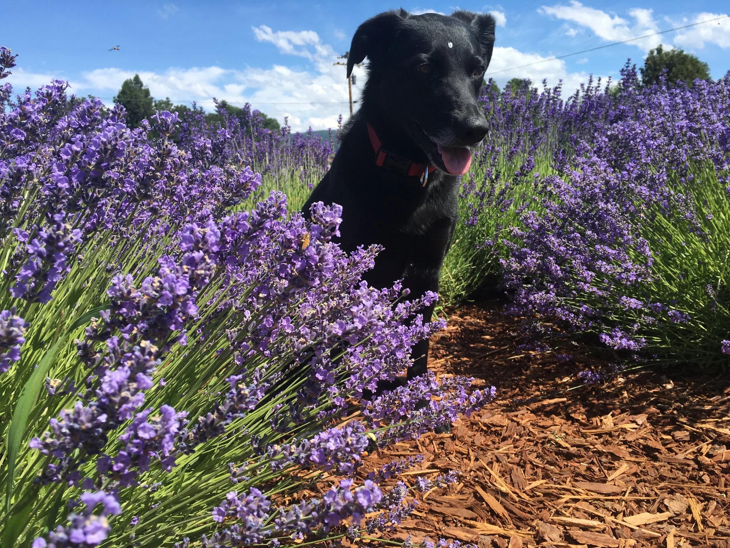 Hood River Lavender Maker's Market 