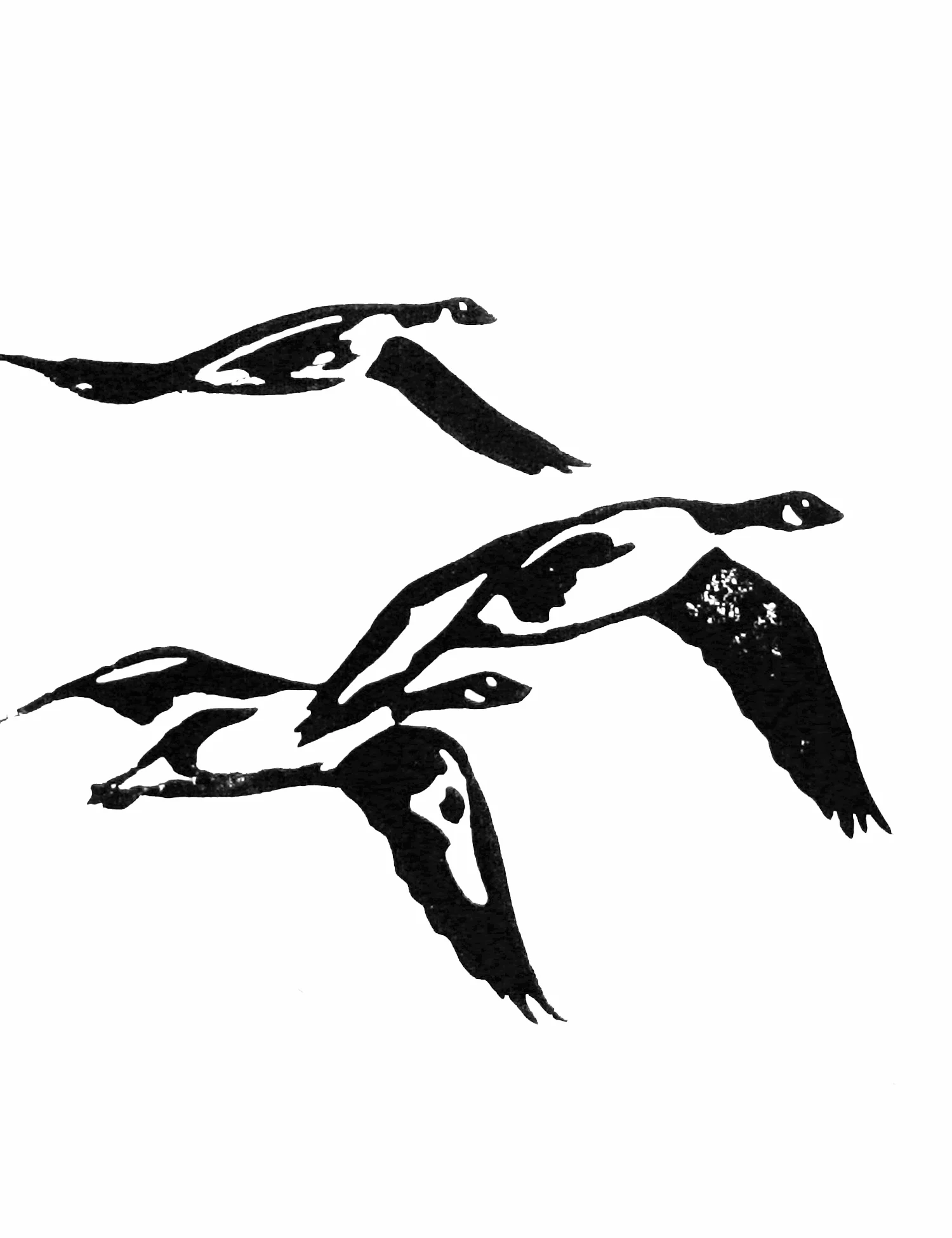 Volée d'outarde / Flown of bustard