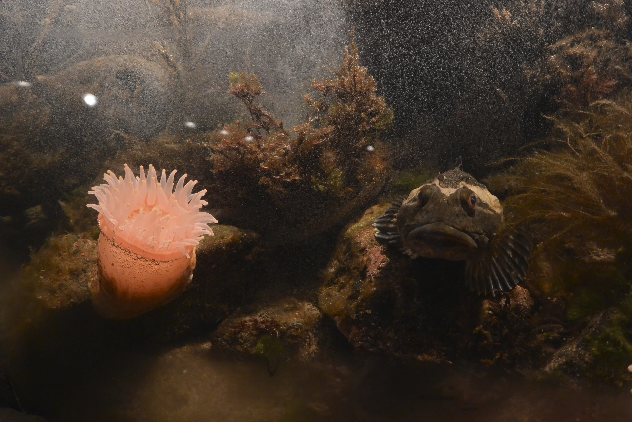   Bottom of the Bay  - San Francisco, California    