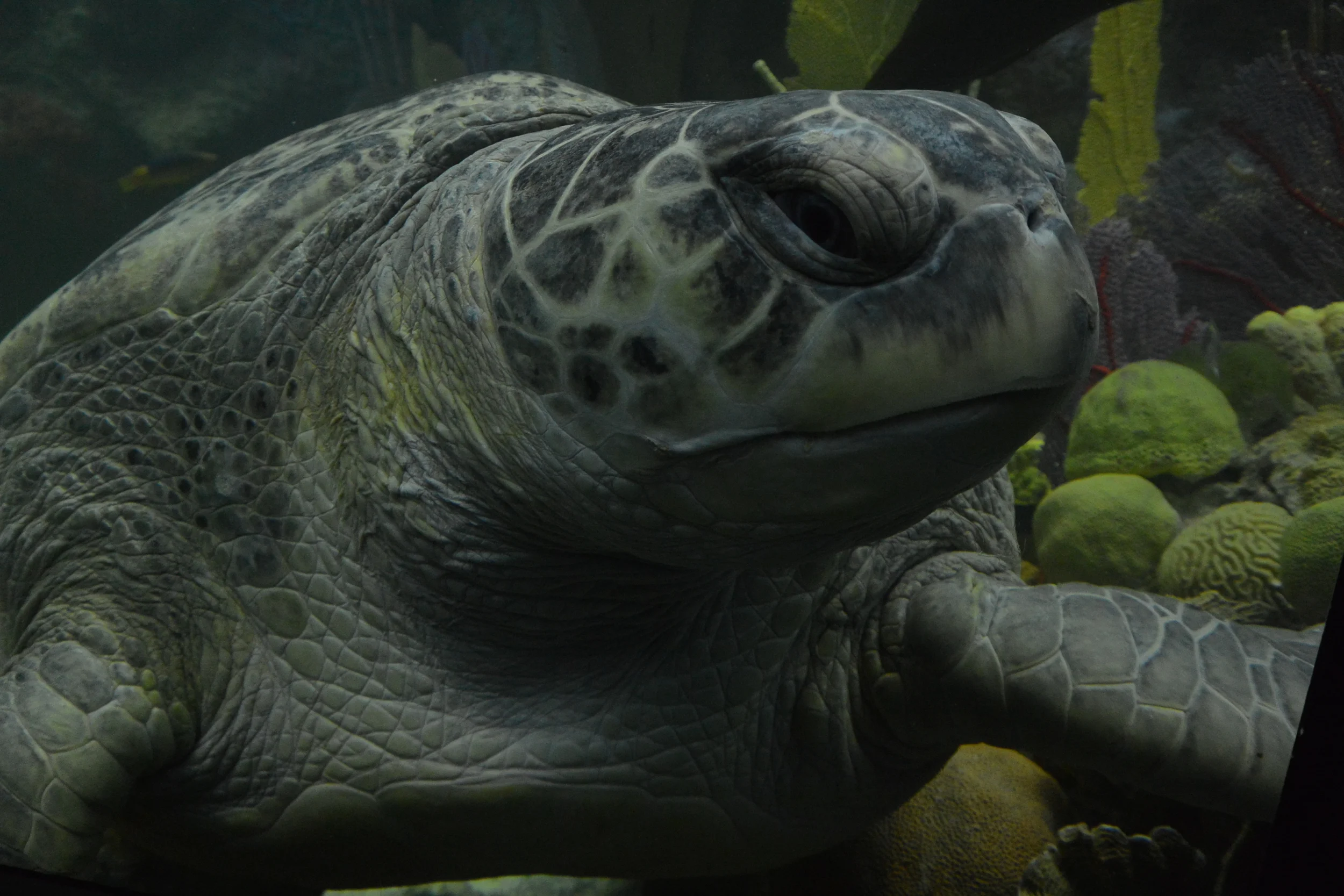   Carolina  - Boston, Massachusetts 