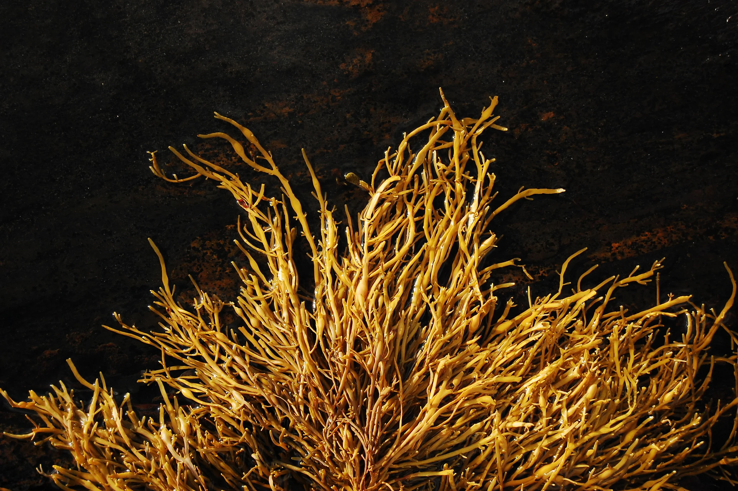   Golden Seaweed &nbsp;- Peggy's Cove, Nova Scotia 
