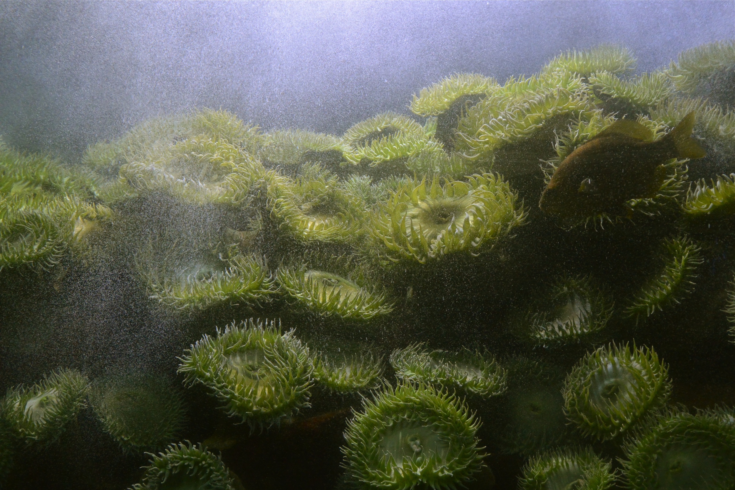   Tiny Bubbles  - Boston, Massachusetts 