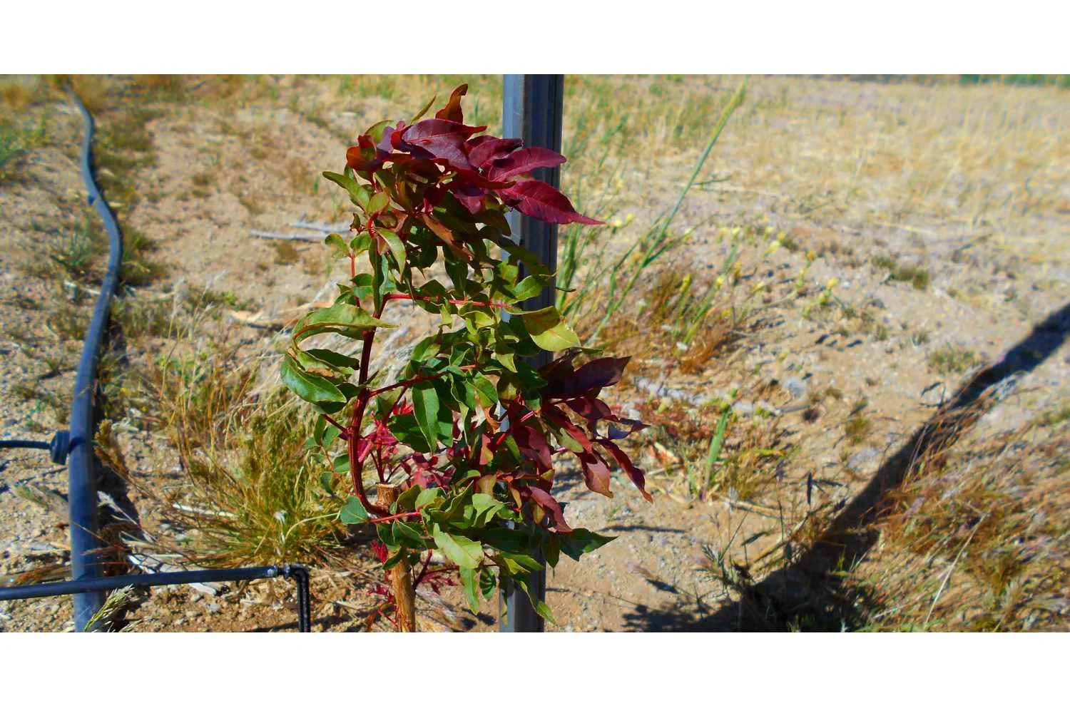 pistachio plant_final.jpg