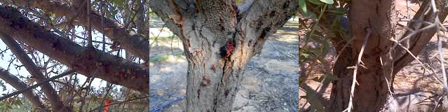 Phytophthora contamination significantly reduced after one application of BIOMIX.