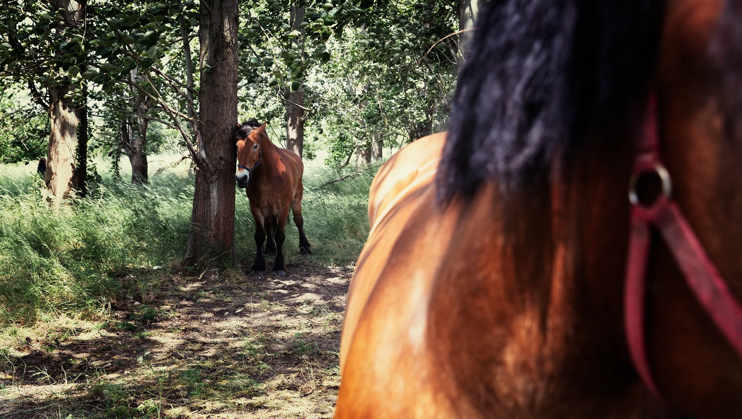 abastian_uckermark_30.jpg