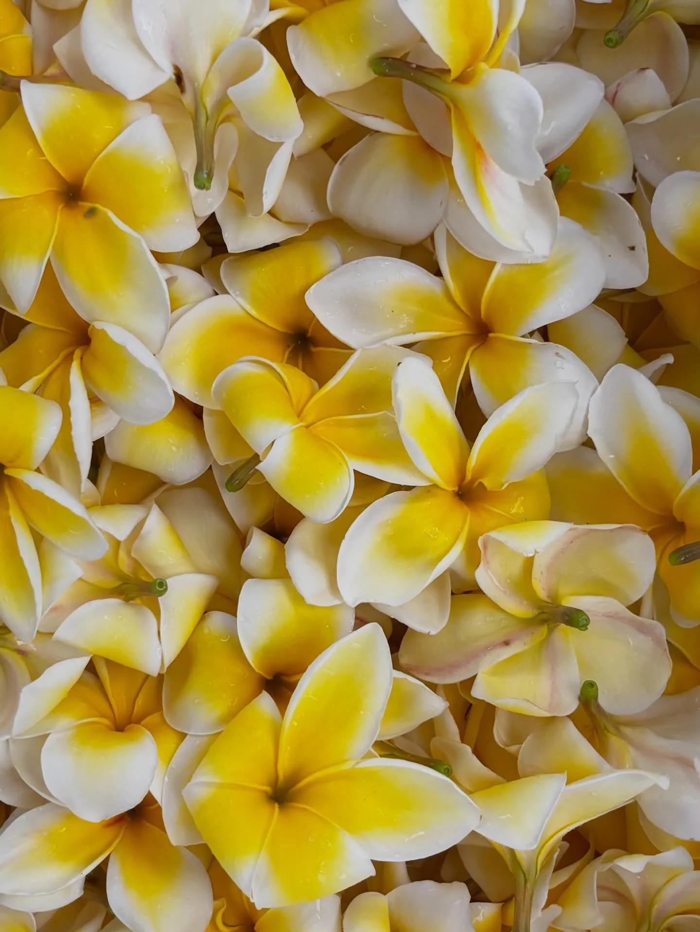 May Day is Lei Day in Hawaiʻi 🌺

A time to celebrate connection and the spirit of Aloha. At YWCA Oʻahu, we&rsquo;re reminded that community is built through care, support, and showing up for one another every day.