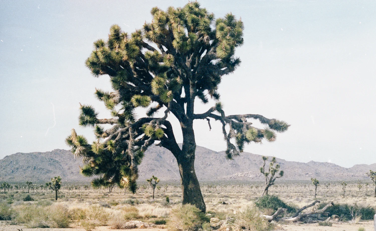 film-21.jpg
