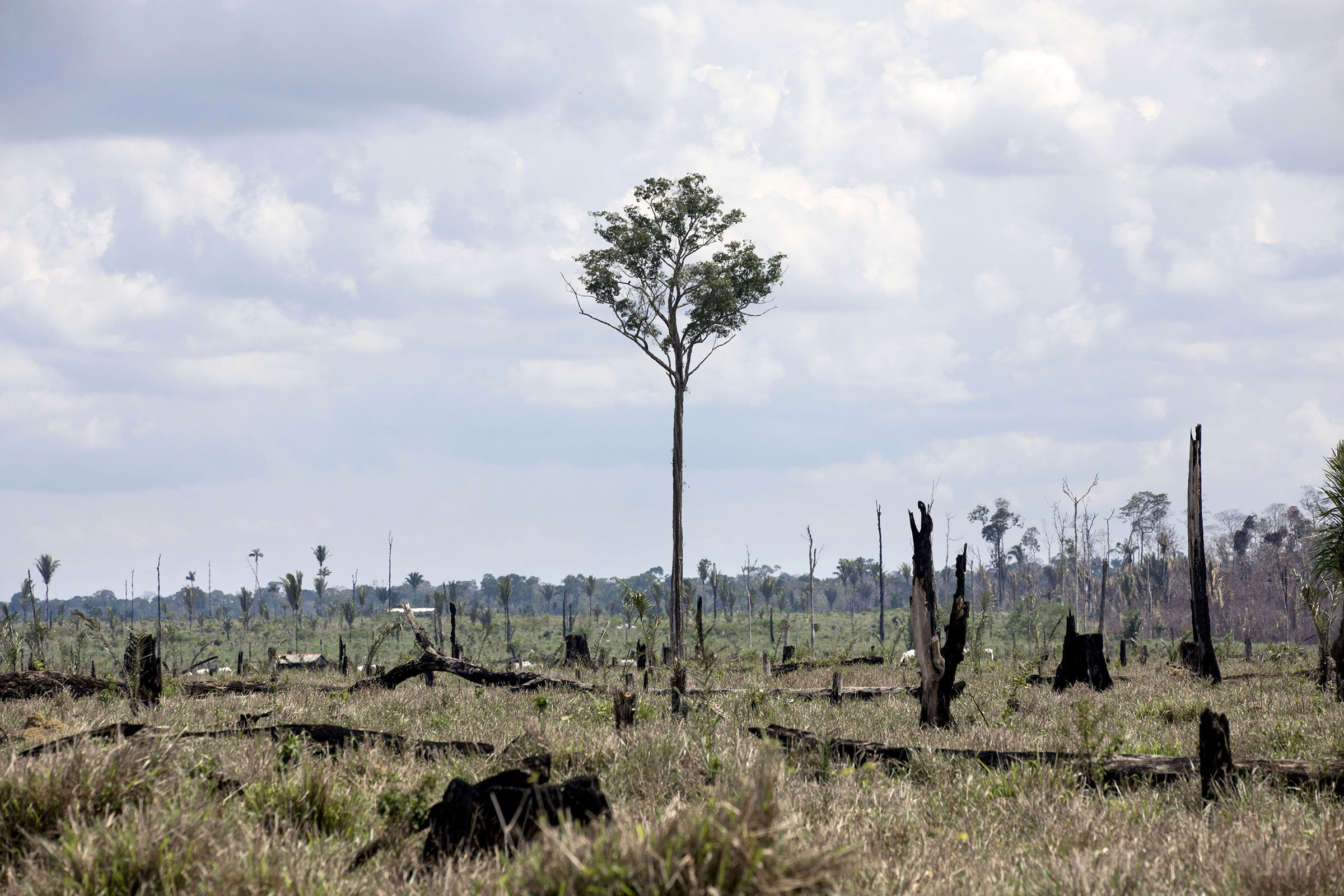 Brazil 2019 - Fires destroyed parts of the rainforest.