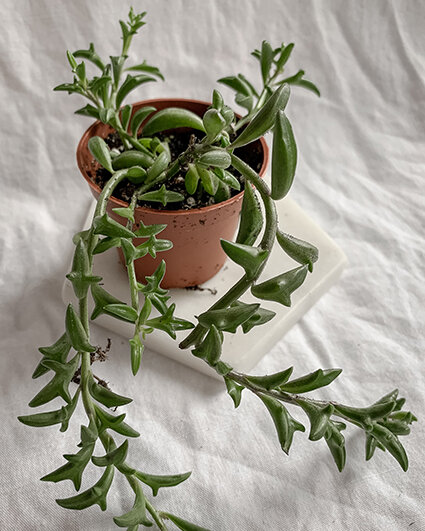 string of dolphins - woahplants.jpg