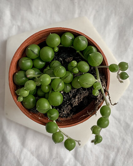 string of pearls - woahplants.jpg
