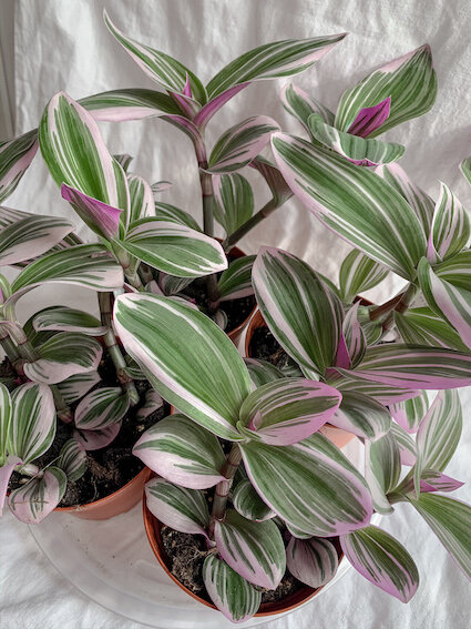 tradescantia nanouk - woah plants.jpg