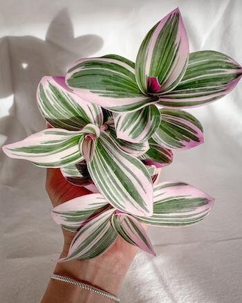 TRADESCANTIA NANOUK 2.5” pot plant.jpg