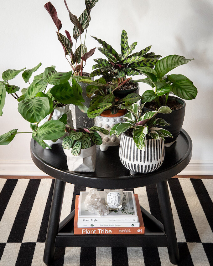 The Ultimate Gift Guide For Plant Parents_7622.jpg