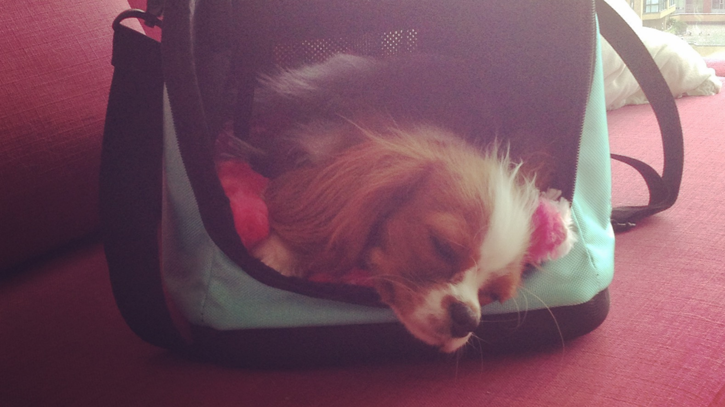 How To Keep Your Puppy Safe When A Baby Visits.
