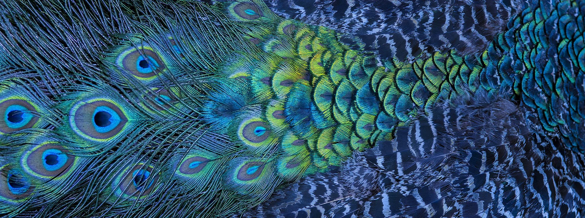 peacock2.jpg