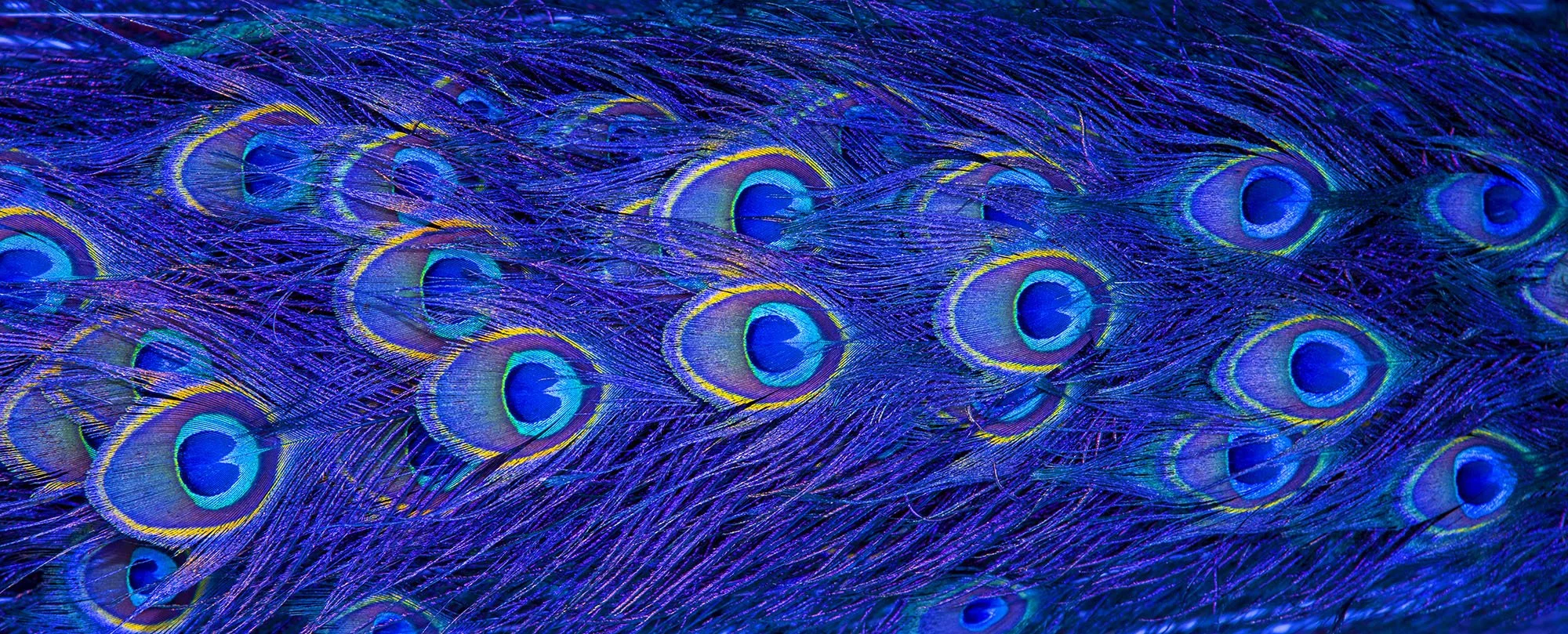 peacock4.jpg