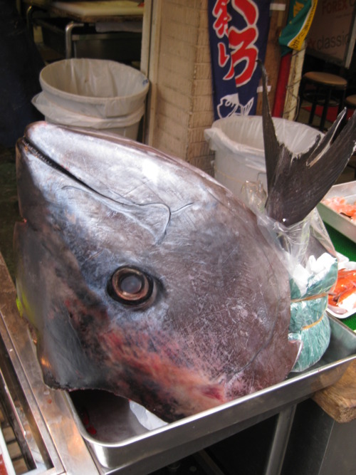 3. The size of this tuna in Tsukiji