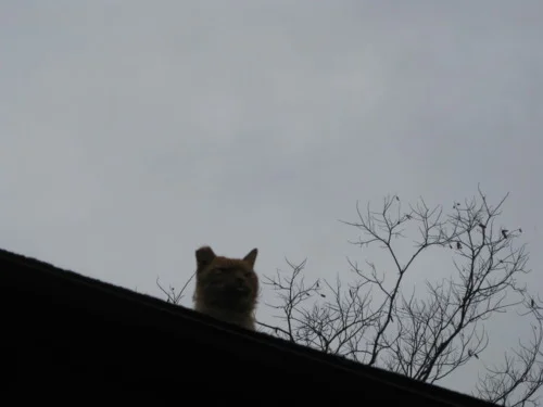 5. The evil shrine roof cat in Kyoto