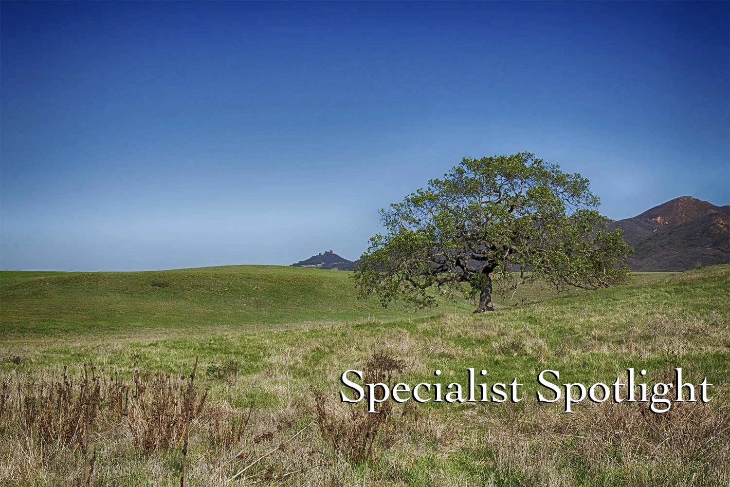 Specialist Spotlight- Conejo-Simi Endodontics