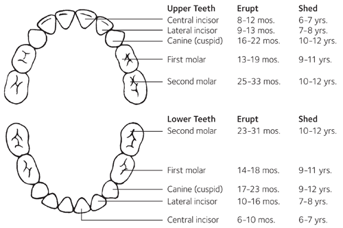 A handy guide illustrating when you should expect baby teeth to erupt and shed. It is important to note that the ranges are estimates and many children will fall outside these dates. 