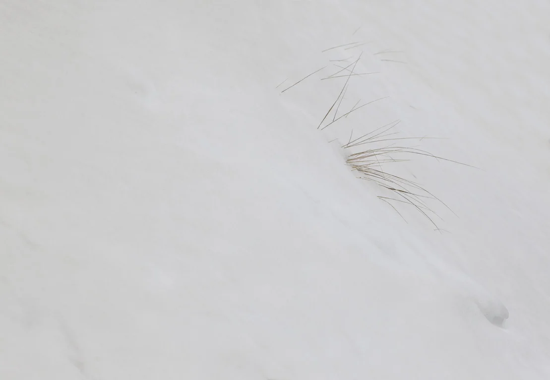 Snow_6589 copy.jpg